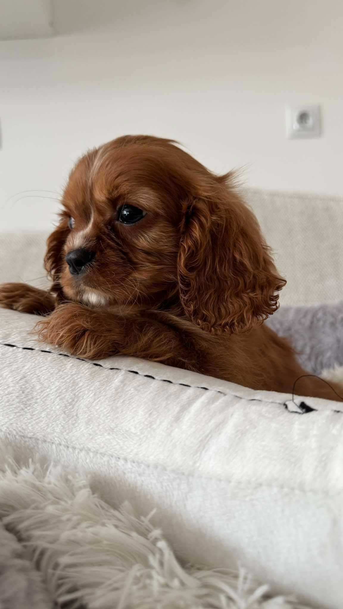 Chłopczyk Ruby Cavalier King Charles Spaniel z Rodowodem