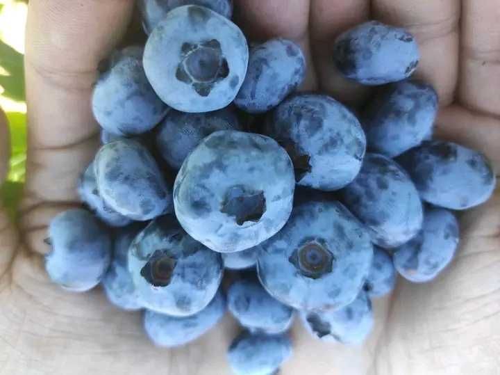 Сушена чорниця,брусниця,лохина,вишня,смородина,айва