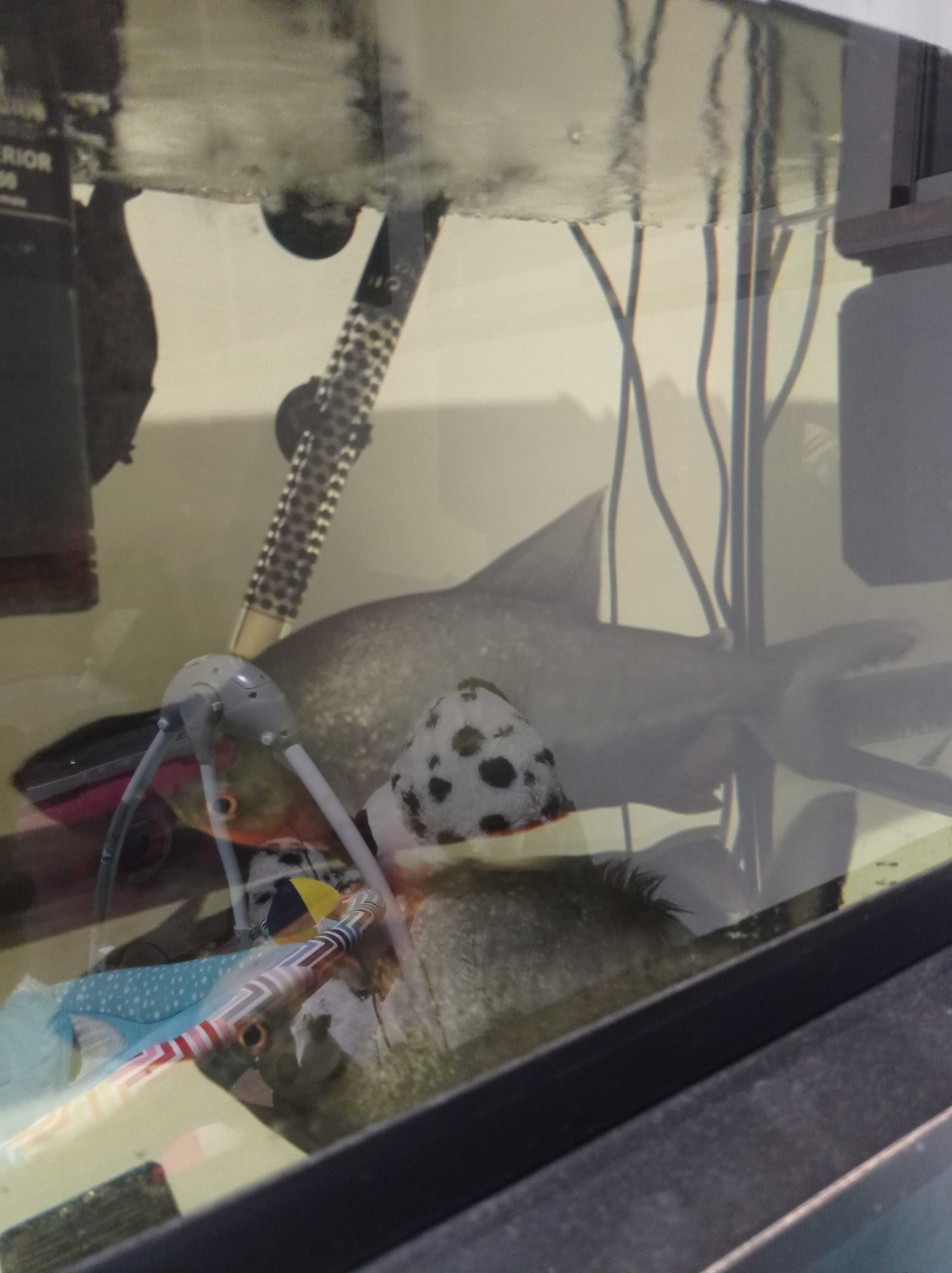 Vendo peixe pacu grande de 33cm