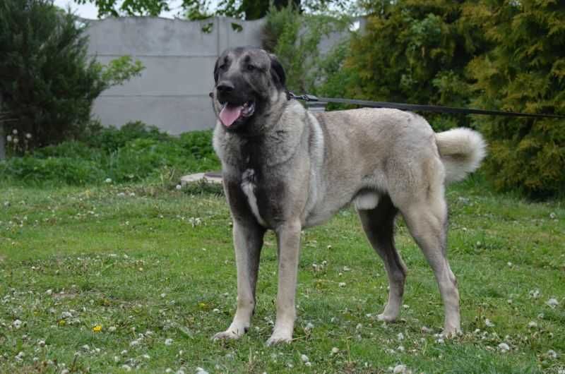 Kangal import Turcja D.K.Bubu FCI.