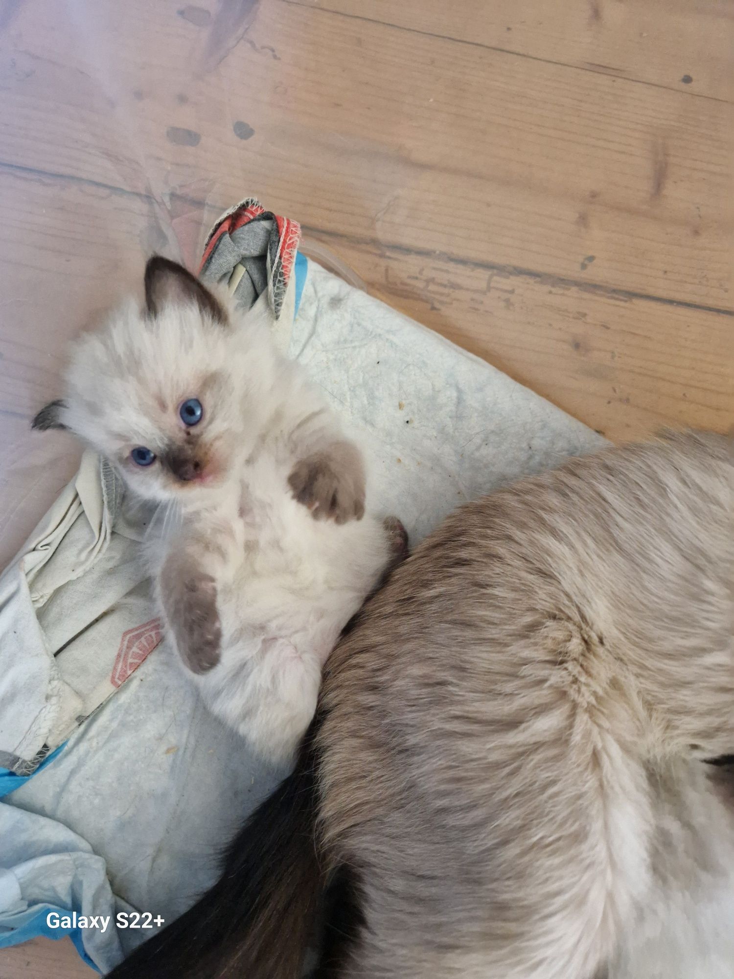 Ragdoll kotek rodowodowy