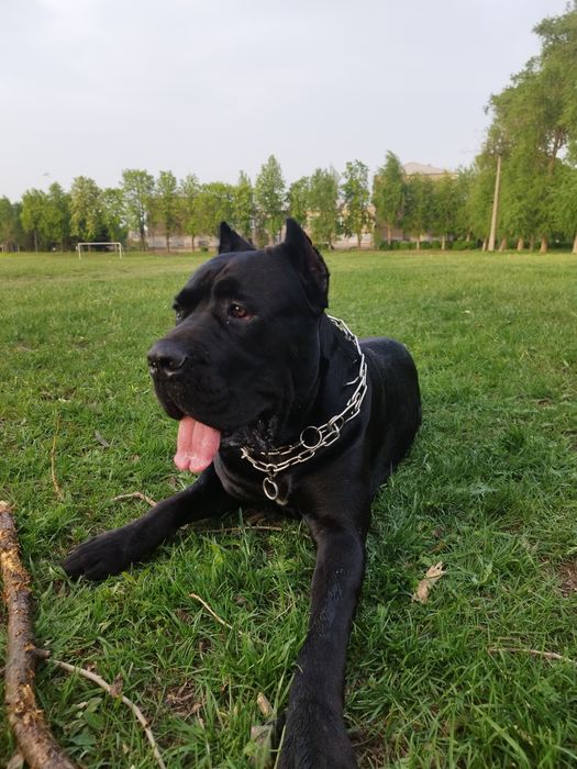 Кане Корсо вязка