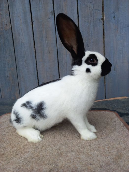 Кролі.Німецький строкач