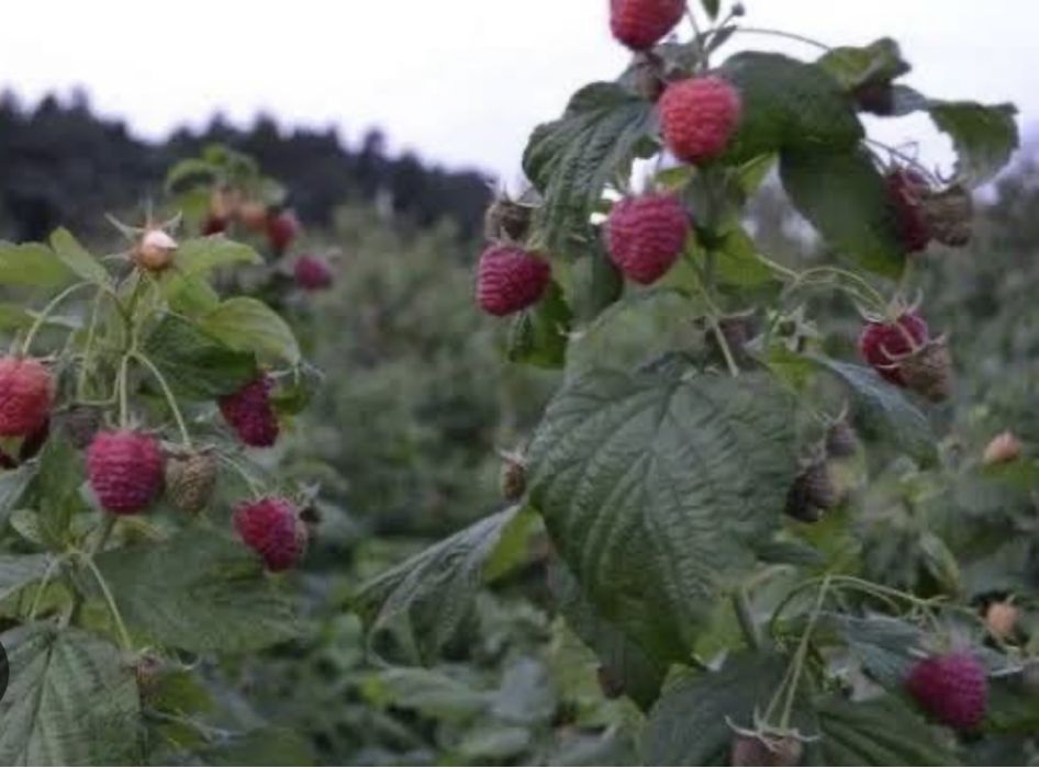 Продам Саджанці Малини «Полана»