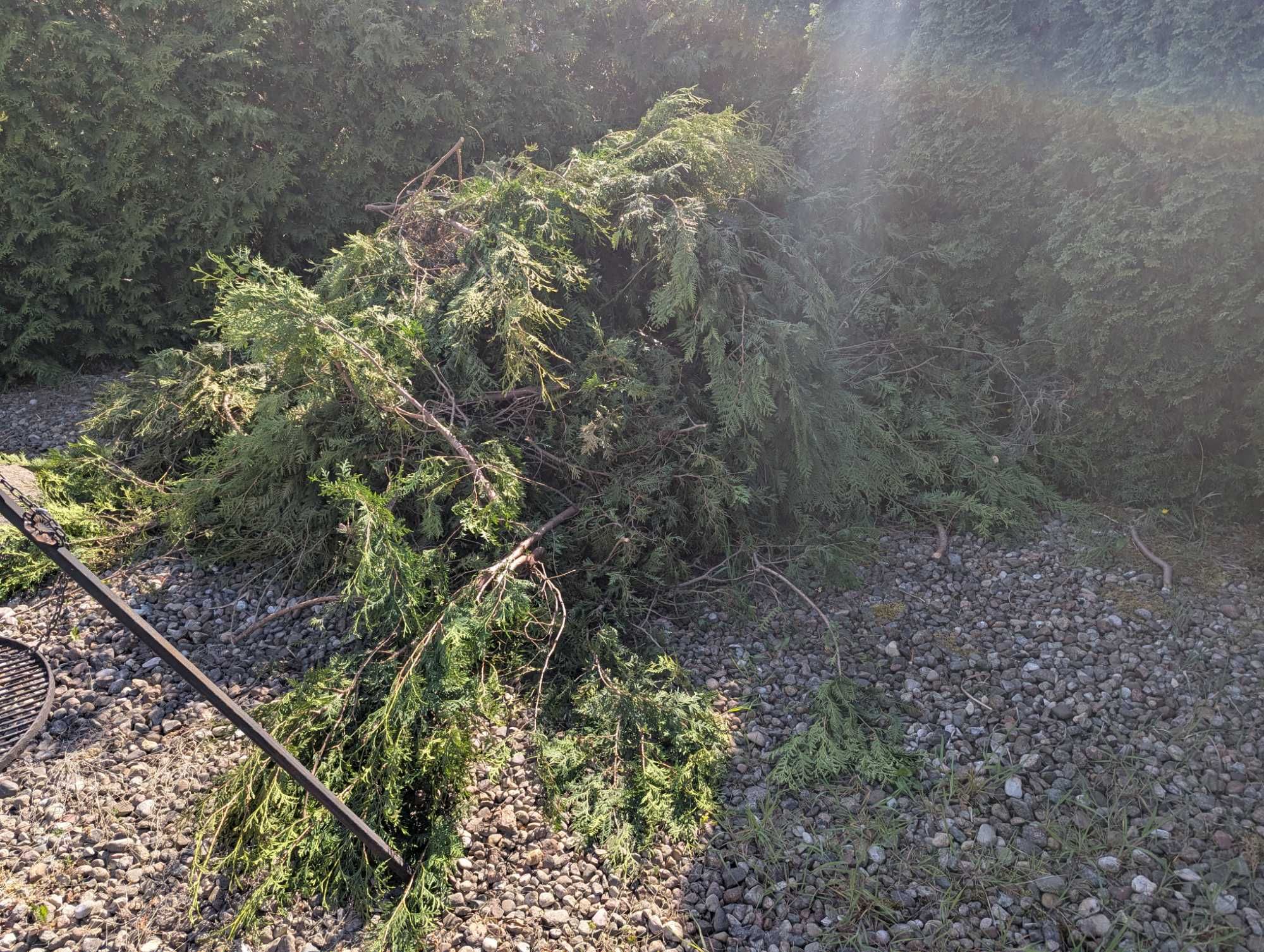 Oddam za darmo gałęzie