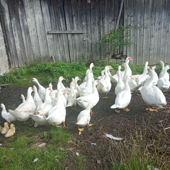 Sprzedam młode kaczki piżmowe białe