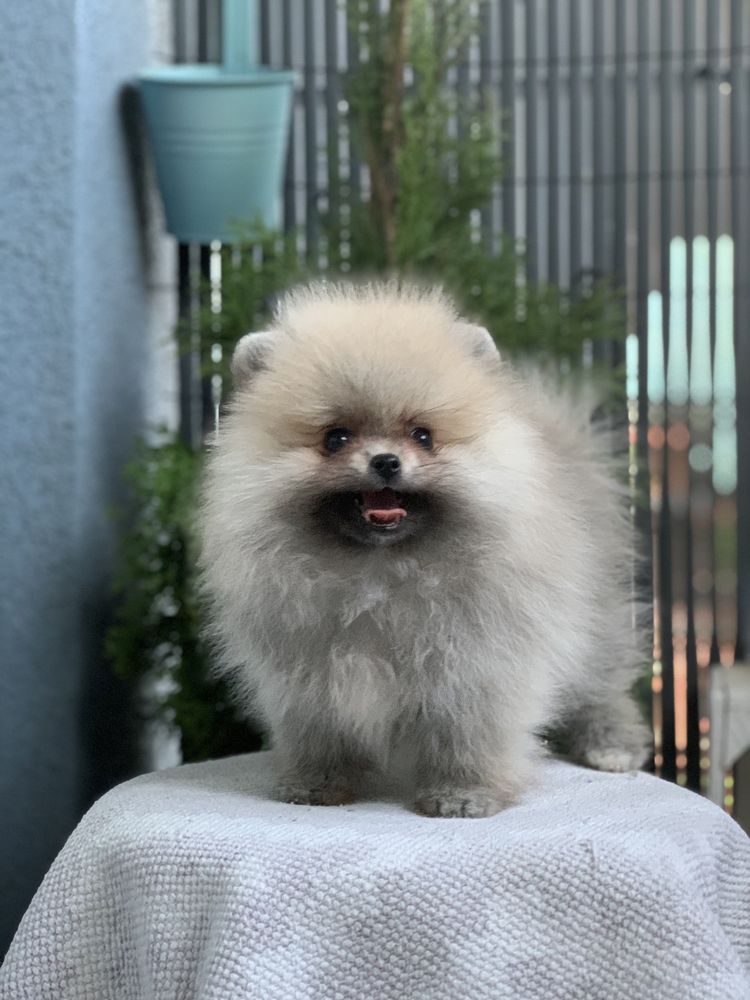 Pomeranian Szpic Miniaturowy sunia FCI