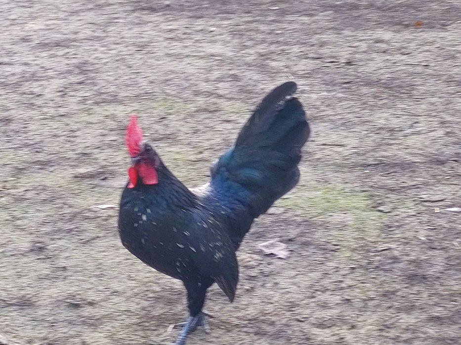 Kogut  z tego roku. Ozdoba podwórka