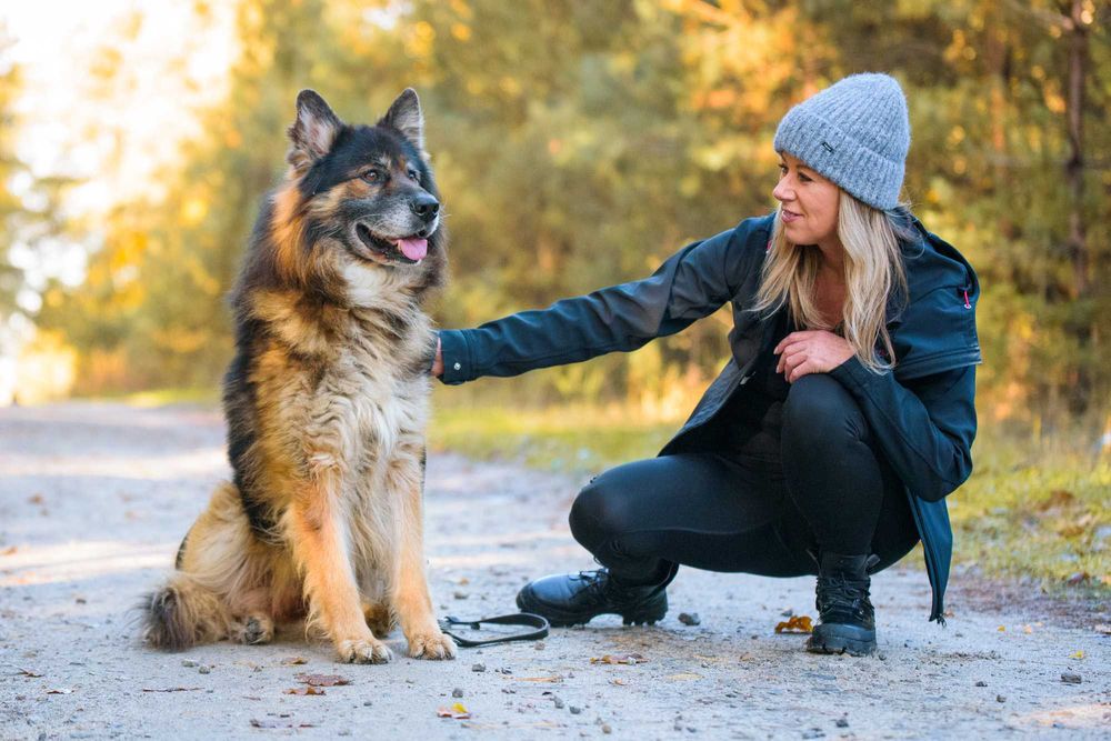 Odino: pluszaty, przyjazny, mądry owczarkowy psistojniak