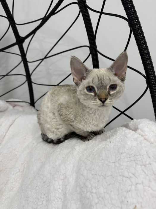 Красивенная девочка девон рекс ищет родителей