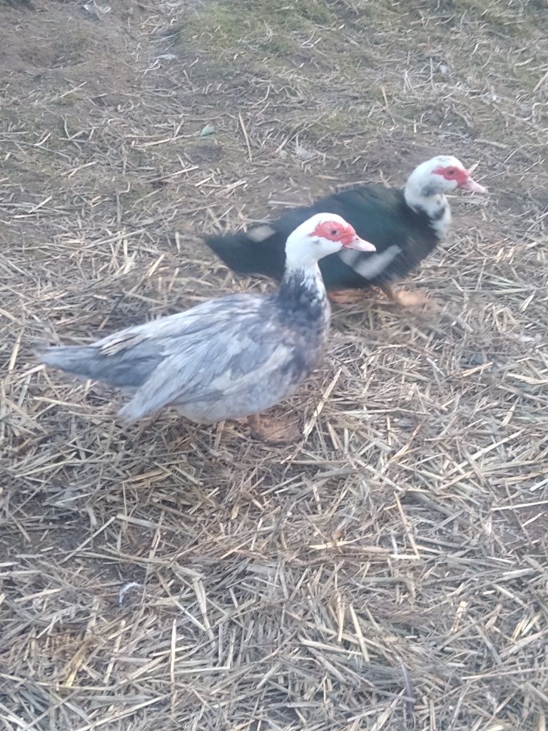 Kaczki, Jaja kacze lęgowe, jajka kaczek francuskich, piżmowych