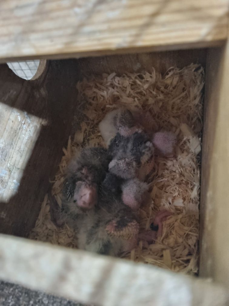 Vendo kakarikis bebes para acabar de alimentar a mao