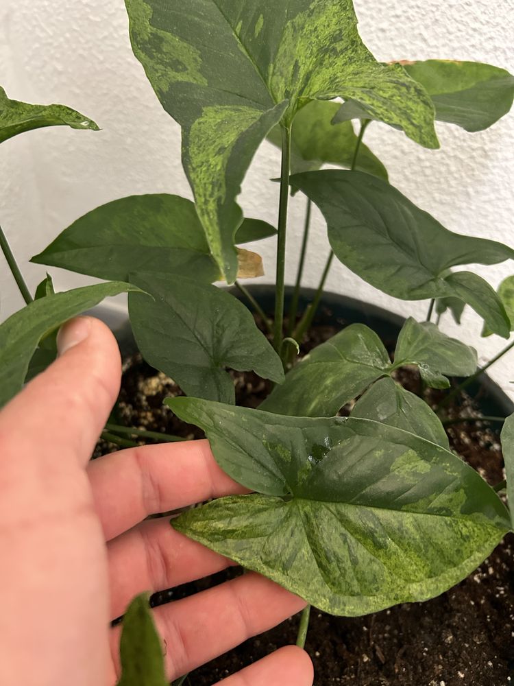 Monstera variegata