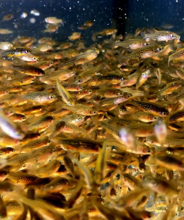 Мікрорасбора Галактика (Microrasbora Galaxy)