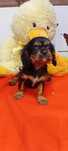 Cavalier King Charles spaniel PIESEK