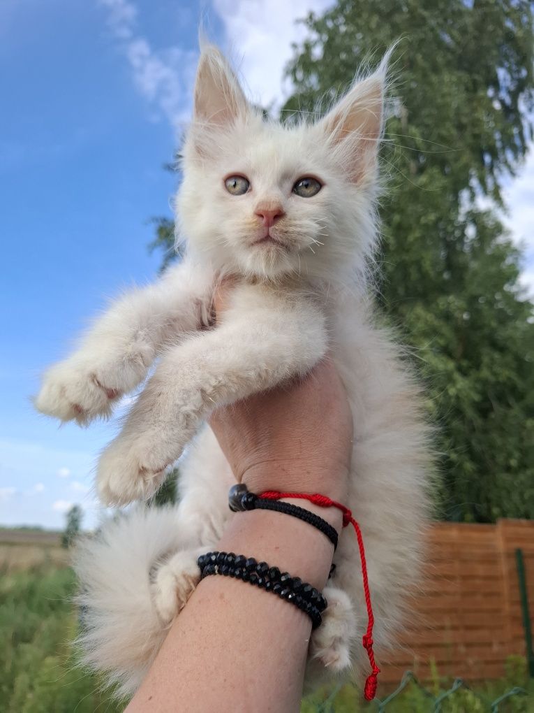 Kocurek Maine Coon
