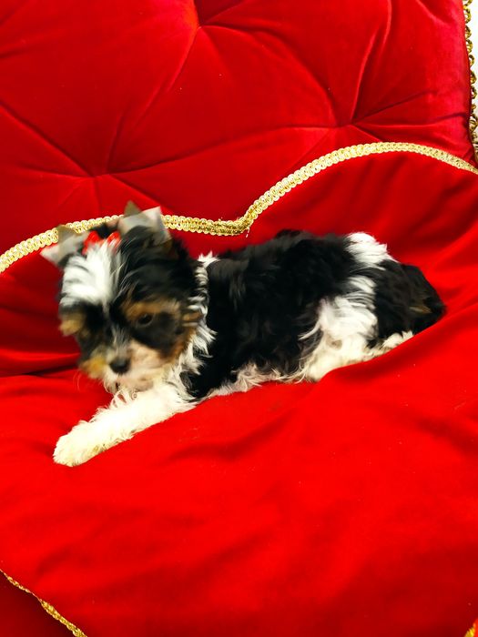 Śliczny samczyk z metryką ZkwP/FCI Biewier Yorkshire terrier.