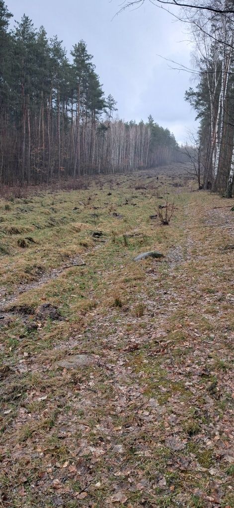 Sprzedam zalesioną działkę leśną.