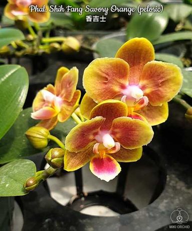 Орхідея фаленопсис не квітуча