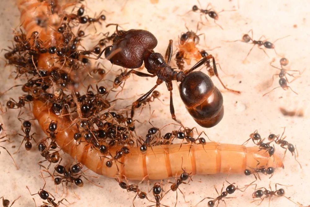 Продам муравья-мародера  Carebara diversa, Pheidologeton diversus