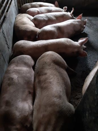 ТЕРМІНОВО!!!  Свині живою вагою 150-160 кг. 70 грн.