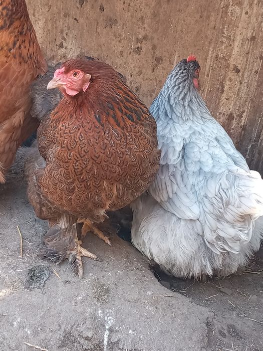 Інкубаційне яйце курей