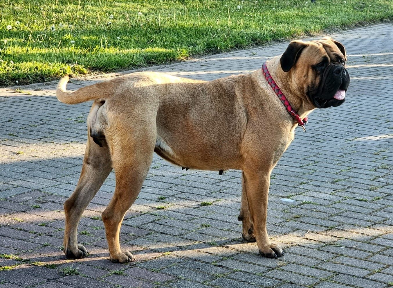 Bullmastiff piesek