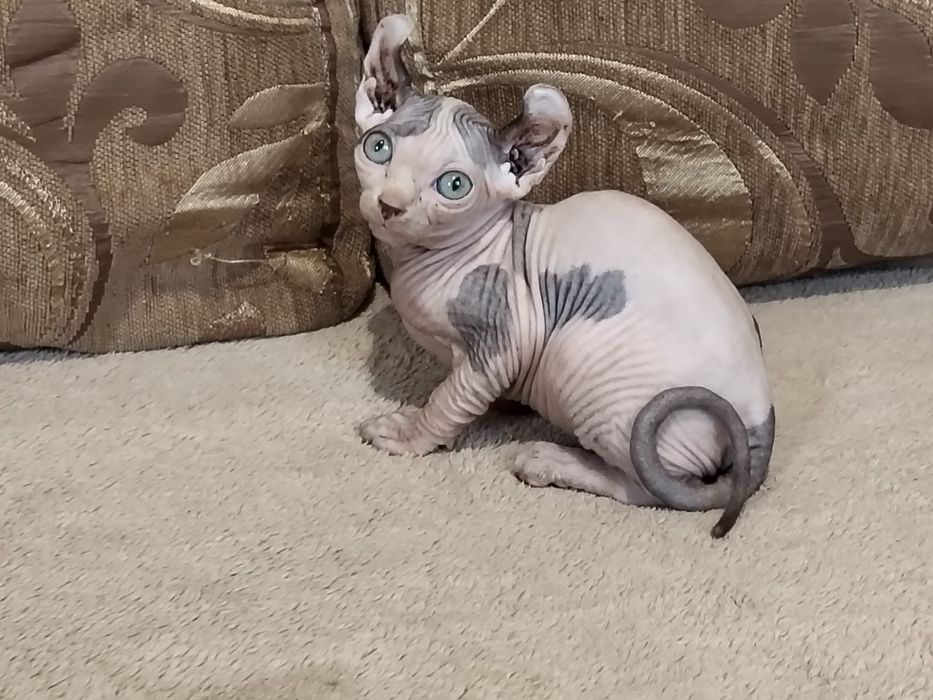 Чудо-Эльф от заводчика