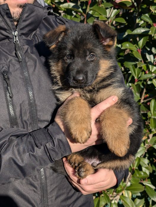 Super Cachorro Disponível