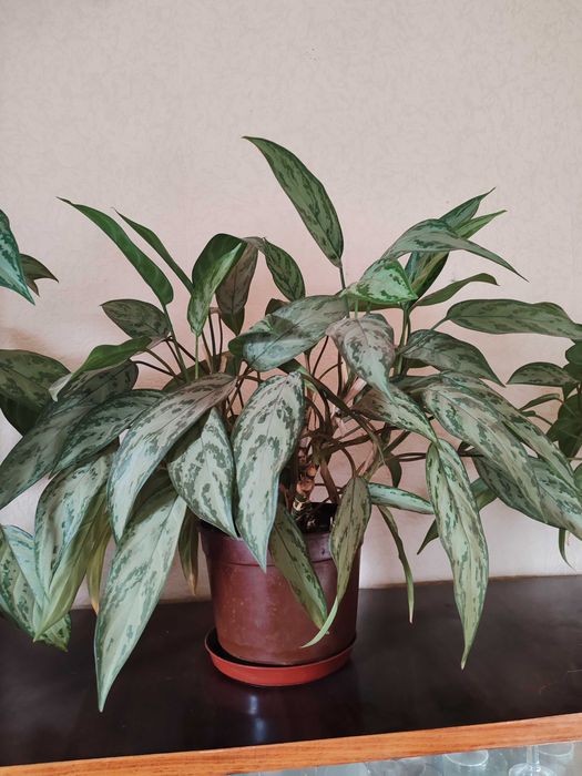 Аглаонема домашні квіти