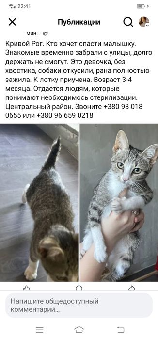 Котенок без хвостика. Кошка. Котята бесплатно. Кошечка даром