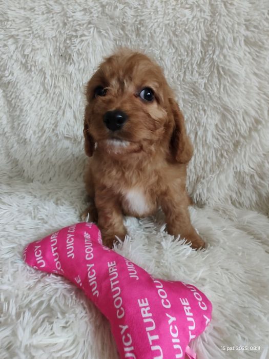 **Cavapoo Piesek **