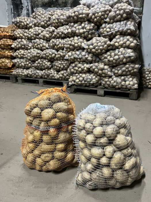 Ziemniaki jadalne NOYA LORD MAGNOLIA