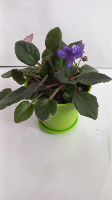 Фіолетова фіалка