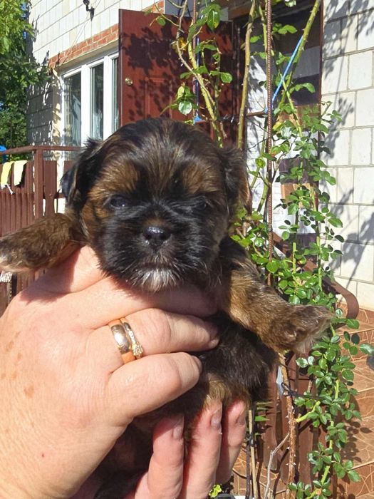 Shih tzu uroczy piesek