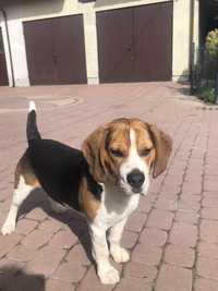 Beagle Tricolor pies młody