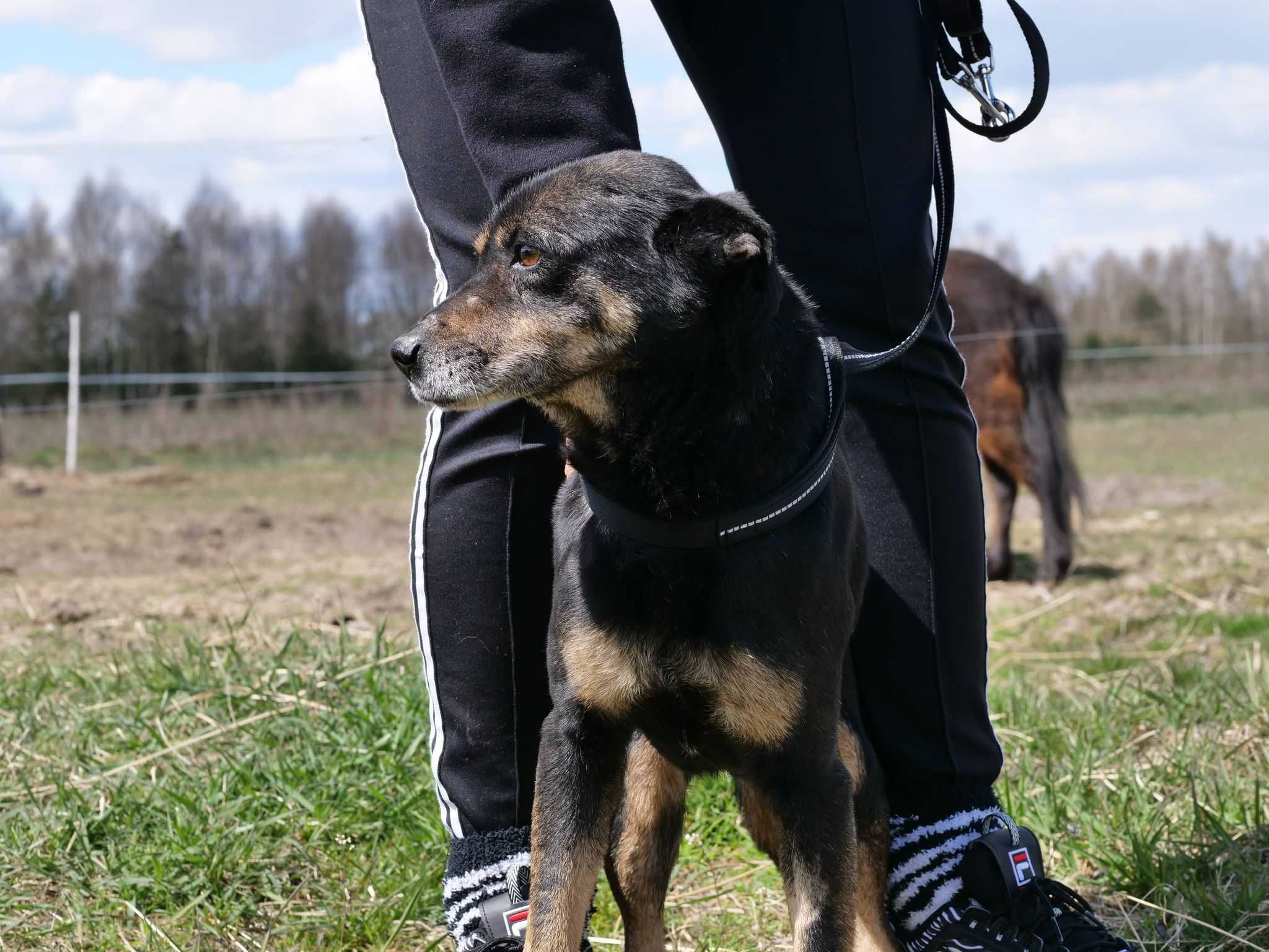 Fredi super psiak szuka domu! | MASZ NOSA