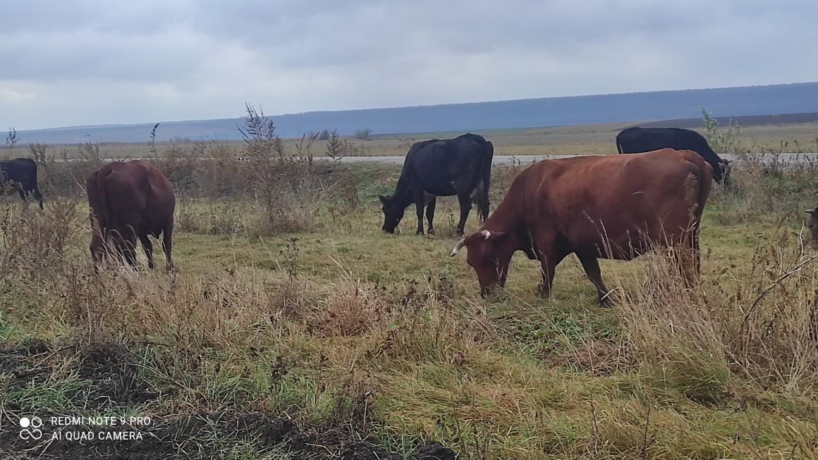 Продам молодых глубоко стельных дойных коров
