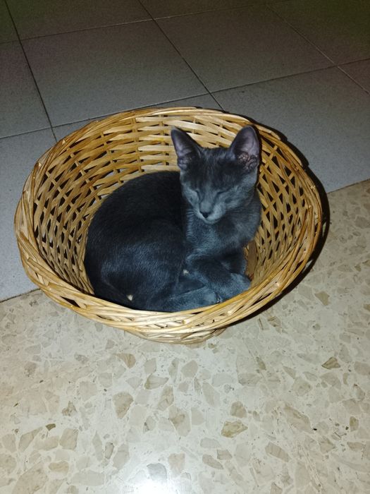 Gatos para doacao