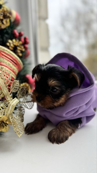 Хлопчик міні йорк