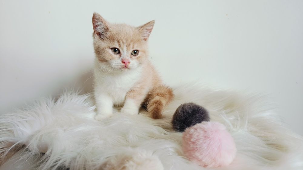 Kocięta Szkockie. Kocurek Biało rudy. Rodowód