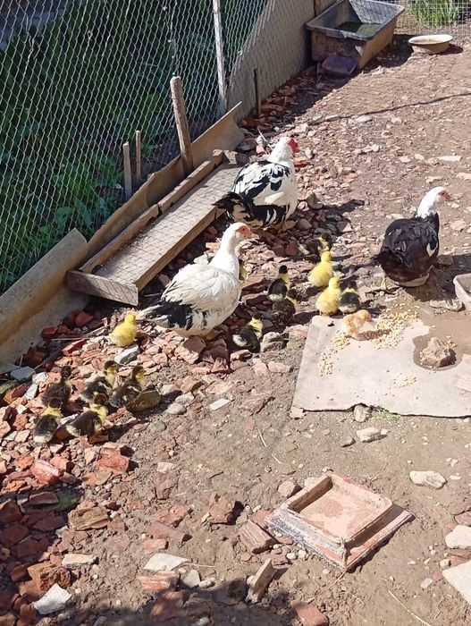 Каченята мускусні німі