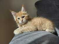 Srebrny rudy kocur Maine Coon z rodowodem  FPL