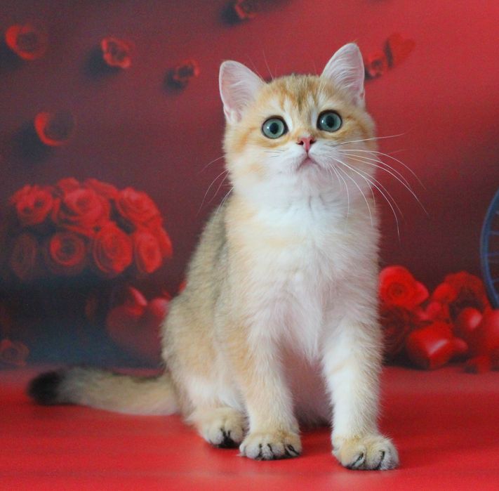 Найкращий золотий британський хлопчик для вас