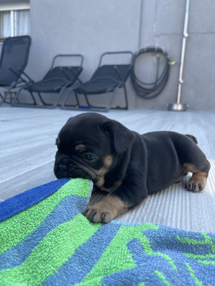 Bulldogue frances blak tan
