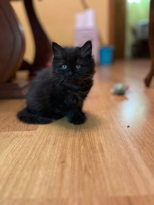 Милі кошенята шукають свою люблячу сім’ю!