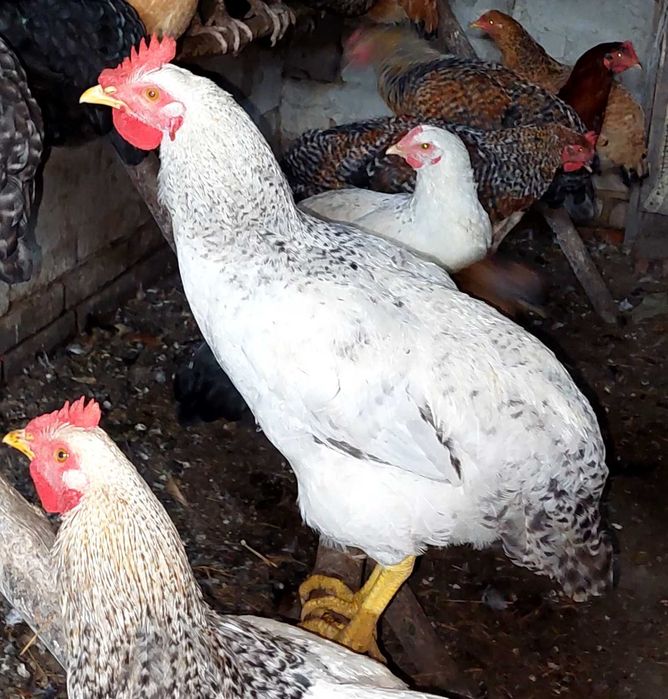 Młode koguty nadwyżka produkcji