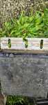 conjunto 4 inversores enphase