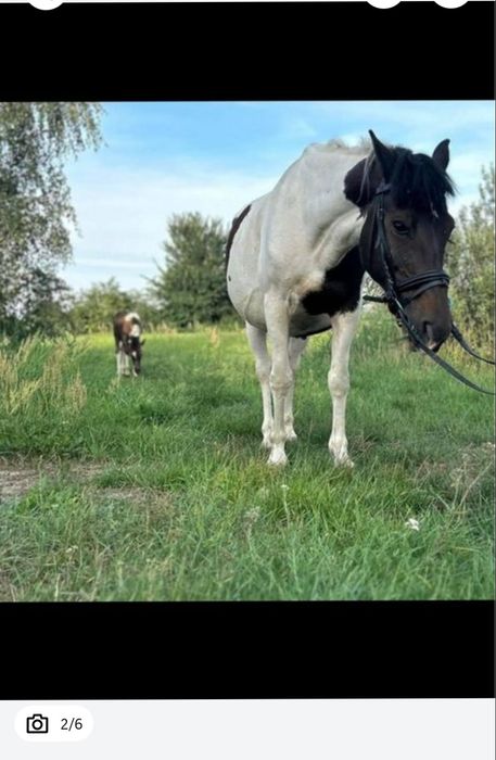 Sprzedam klacz huculską -źrebna