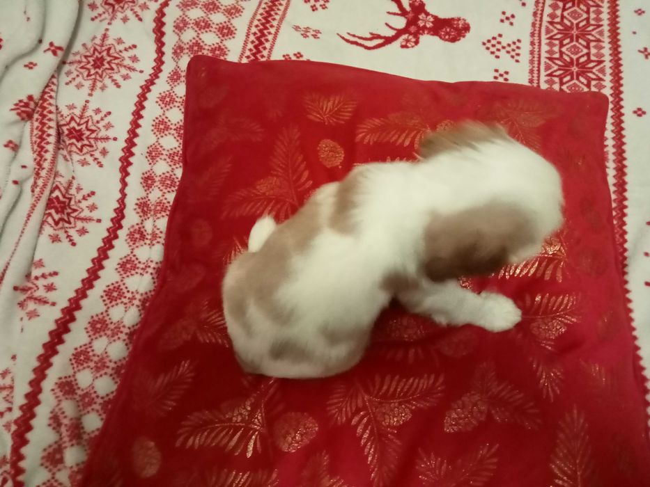 Pieski sunia cavalier king charles spaniel